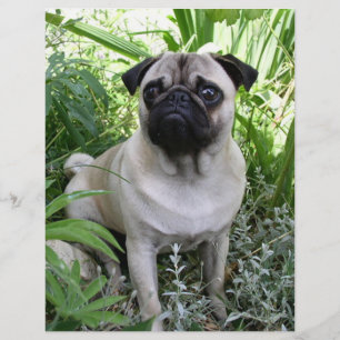 pug sitting