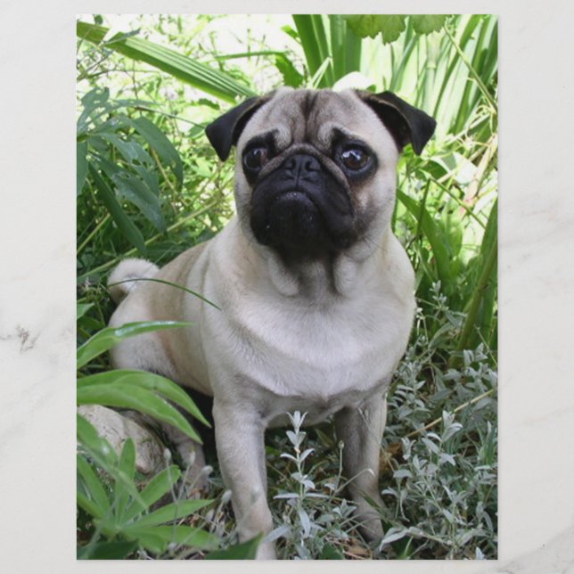 pug sitting (Front)