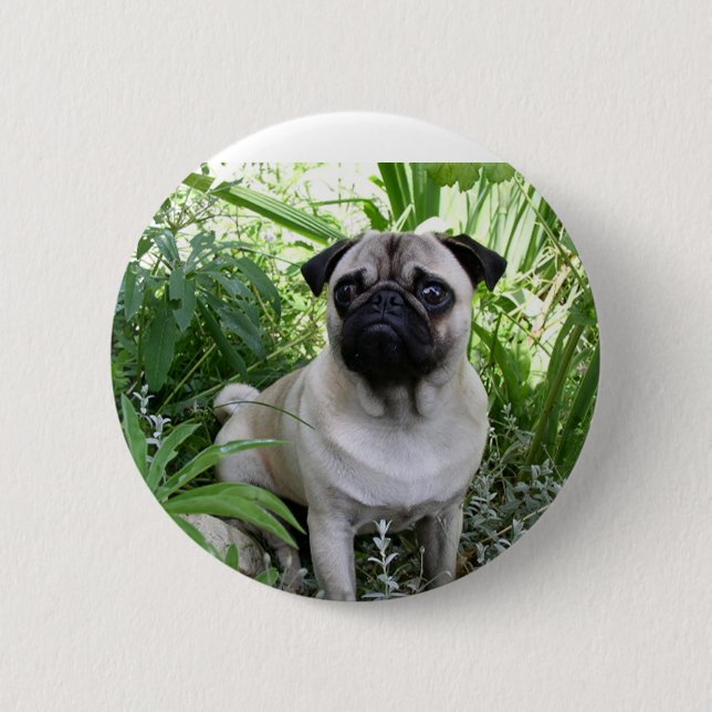 pug sitting 6 cm round badge (Front)