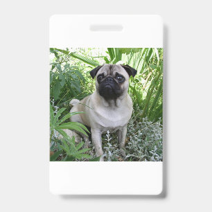 pug sitting ID badge