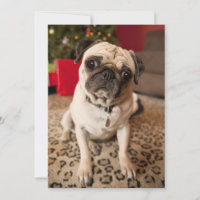 Pug sitting on carpet, Christmas tree