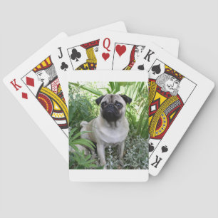 pug sitting playing cards