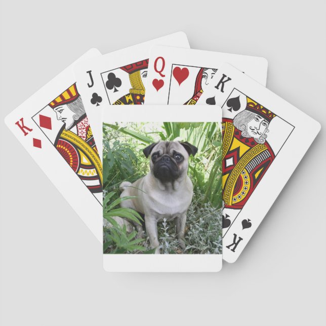 pug sitting playing cards (Back)
