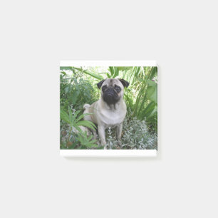pug sitting post-it notes