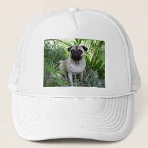 pug sitting trucker hat