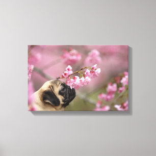 Pug Smelling Cherry Blossoms Canvas Print
