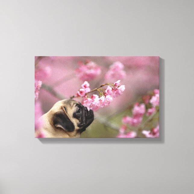 Pug Smelling Cherry Blossoms Canvas Print (Front)