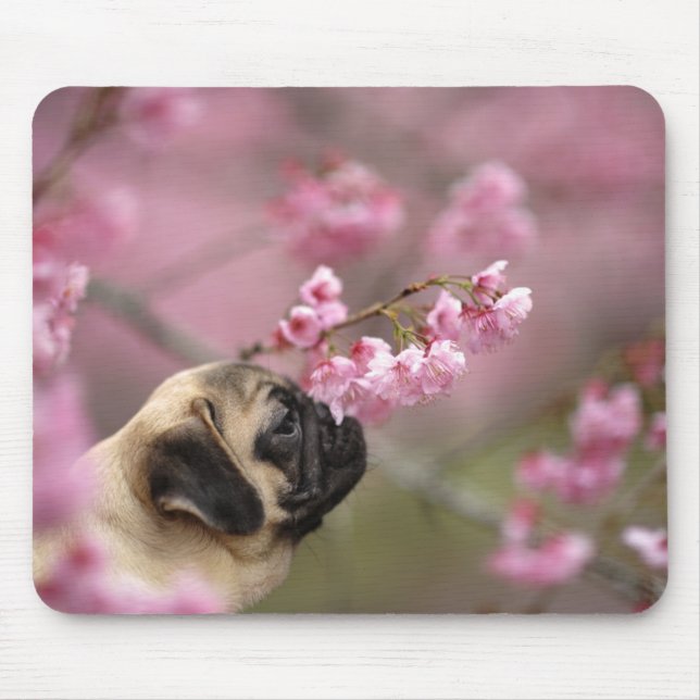 Pug Smelling Cherry Blossoms Mouse Mat (Front)
