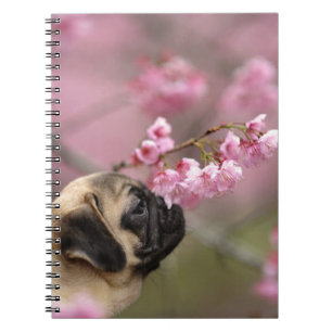 Pug Smelling Cherry Blossoms Notebook