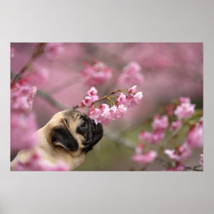 Pug Smelling Cherry Blossoms Poster
