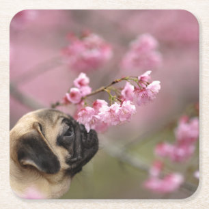 Pug Smelling Cherry Blossoms Square Paper Coaster