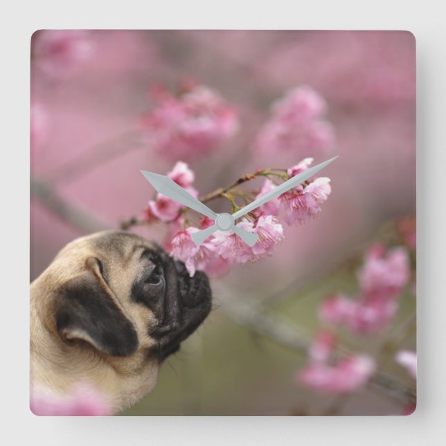Pug Smelling Cherry Blossoms Square Wall Clock (Front)