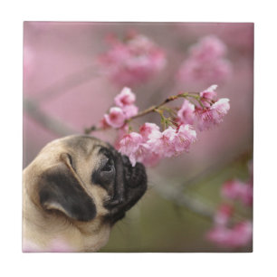 Pug Smelling Cherry Blossoms Tile