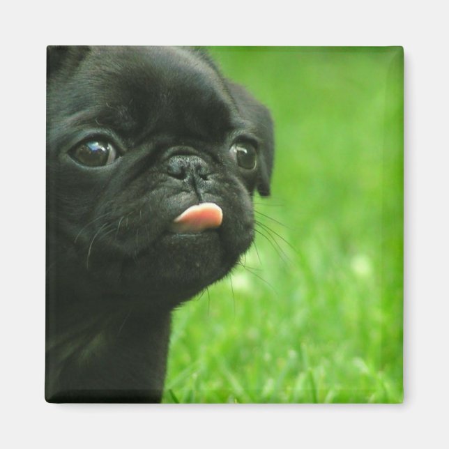 Pug Square Magnet (Front)