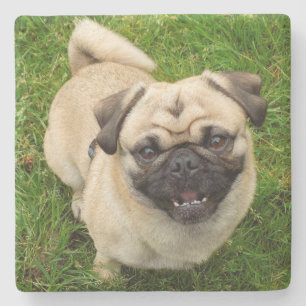 Pug Stone Coaster