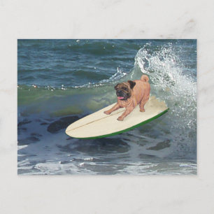 Pug Surfer Dude Postcard