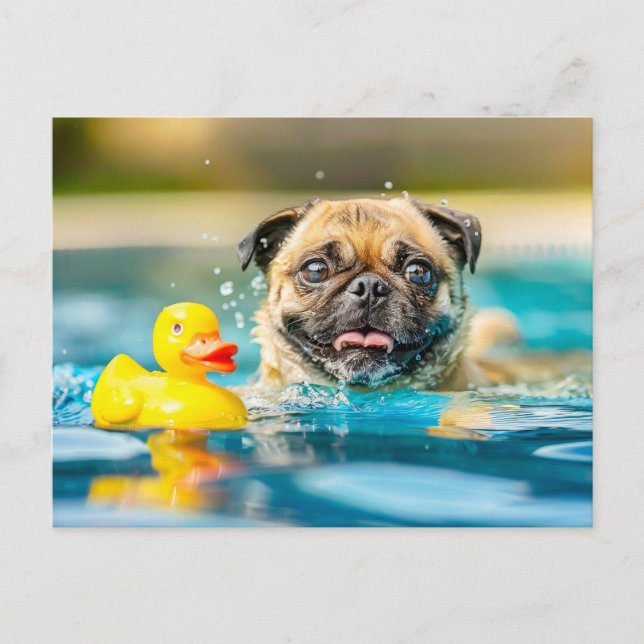 Pug Swimming with Rubber Duck in Pool Postcard (Front)