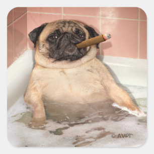 Pug Taking Bubble Bath Square Sticker