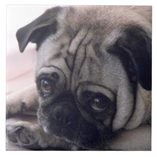 Pug Tile