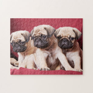 Pug Triplets Jigsaw Puzzle