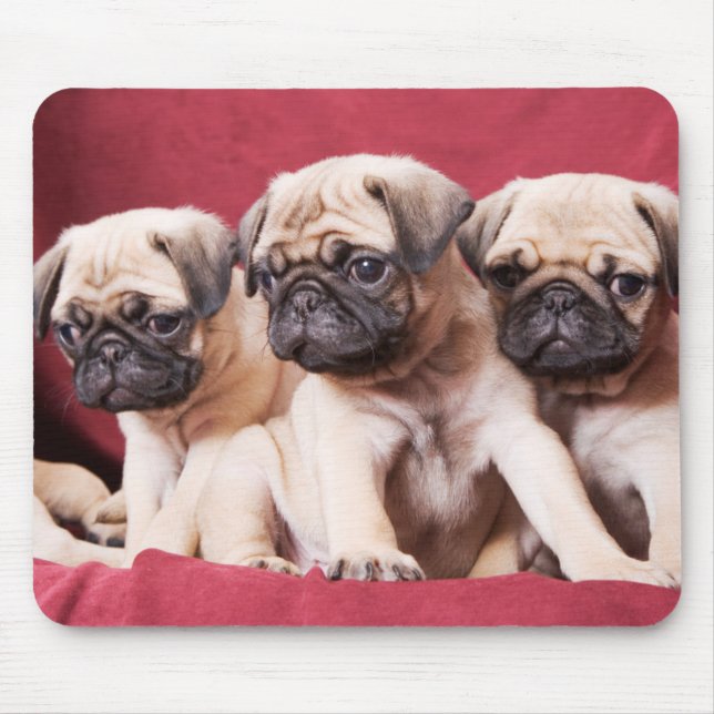 Pug Triplets Mouse Mat (Front)