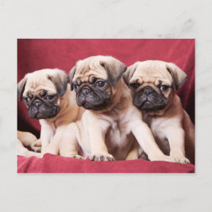 Pug Triplets Postcard