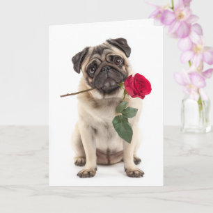 Pug Valentine Card