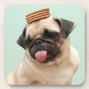 Pug Wants Treats Coaster