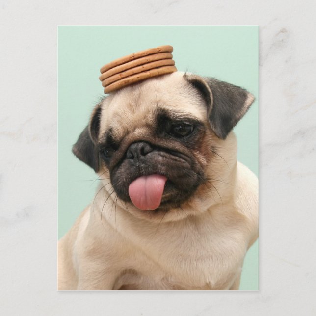 Pug Wants Treats Postcard (Front)