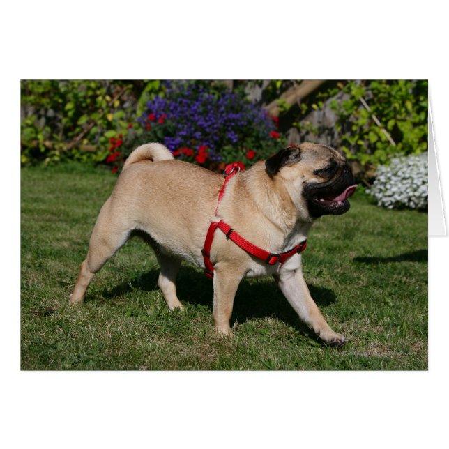 Pug Wearing Red Harness (Front Horizontal)