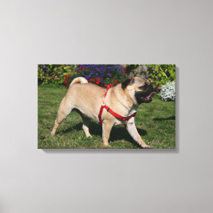 Pug Wearing Red Harness Canvas Print
