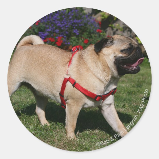 Pug Wearing Red Harness Classic Round Sticker (Front)