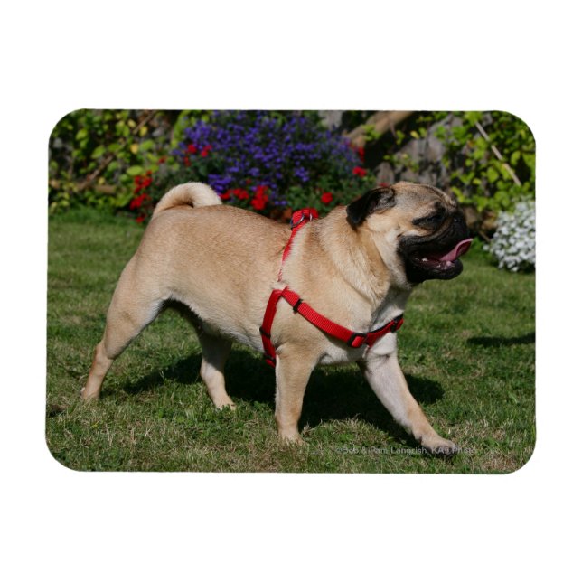 Pug Wearing Red Harness Magnet (Horizontal)