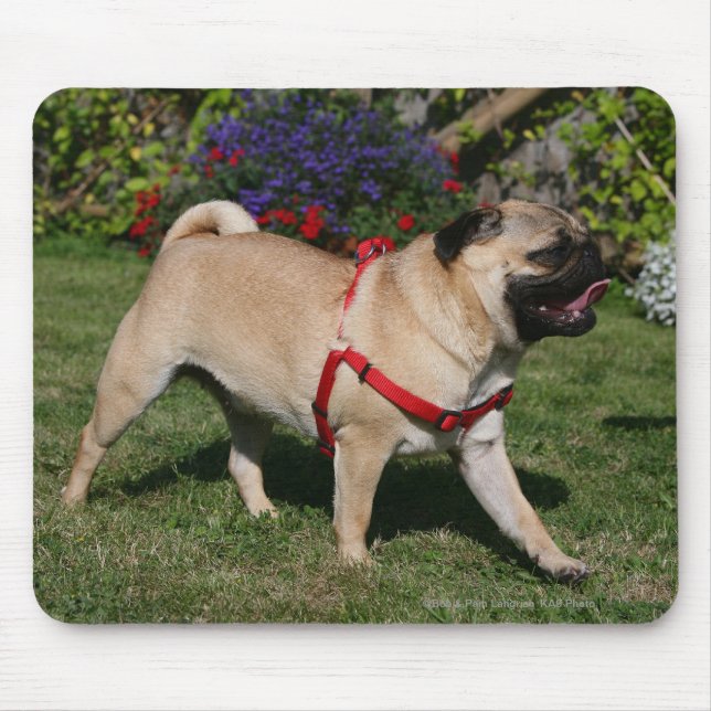 Pug Wearing Red Harness Mouse Mat (Front)