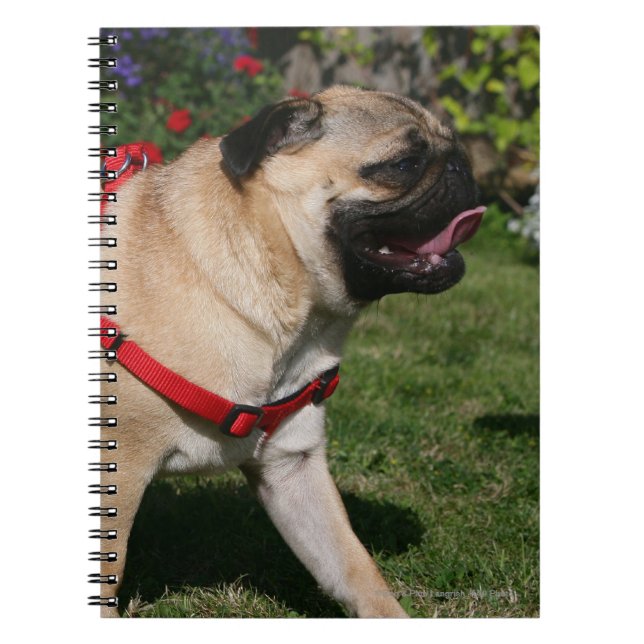 Pug Wearing Red Harness Notebook (Front)