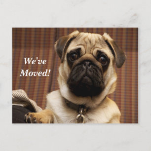 Pug We've Moved New Address Postcard