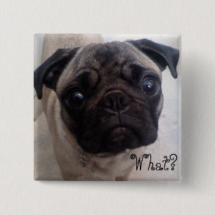 Pug What? 15 Cm Square Badge