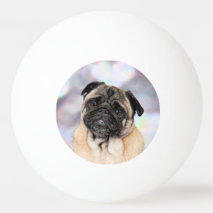 Pug - Willy Ping Pong Ball