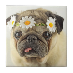 Pug with Daisy Crown Tile