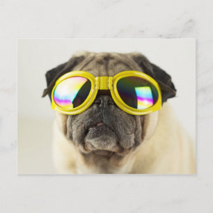Pug with Goggles Postcard