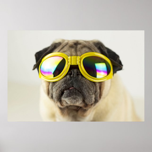 Pug with Goggles Poster (Front)