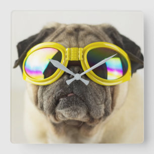 Pug with Goggles Square Wall Clock