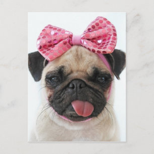 Pug with Pink Bow Postcard
