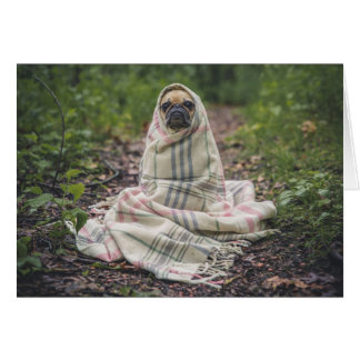 Pug wrapped in a blanket