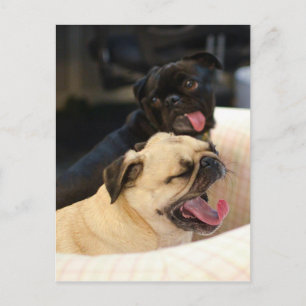 Pug Yawn Postcard