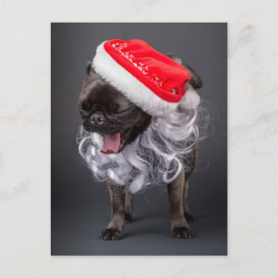 Pug Yawning in a Santa Hat and Beard Holiday Postcard