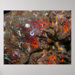 Puget Sound King Crab Poster