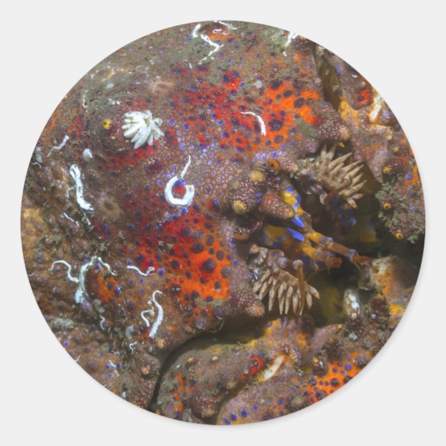 Puget Sound King Crab Sticker (Front)