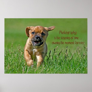 Puggle On The Run Poster