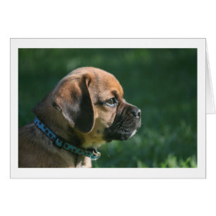 puggle profile